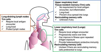 Considerations of CD8+ T Cells for Optimized Vaccine Strategies Against Respiratory Viruses